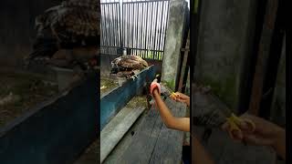 Download lagu Traning Elang BK, Loncatan Pertama ke GLOVE mp3