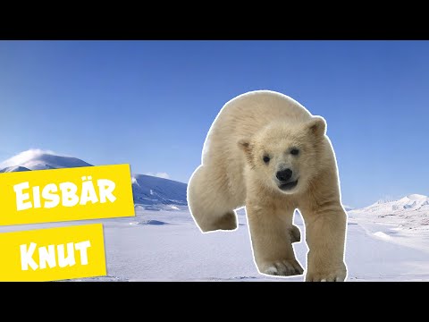 Süße Momente mit Eisbär Knut I Panda, Gorilla & Co.