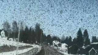 Black Moth Super Rainbow - Rollerdisco