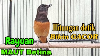 Download lagu Murai Betina gacor RAYUAN MAUT Hitungan detik Bikin gacor Bongkar Materi mp3 Download lagu Murai Betina gacor RAYUAN MAUT Hitungan detik Bikin gacor Bongkar Materi mp3