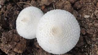 Gogumelos perigosos ou não? Nasceram em esterco de boi