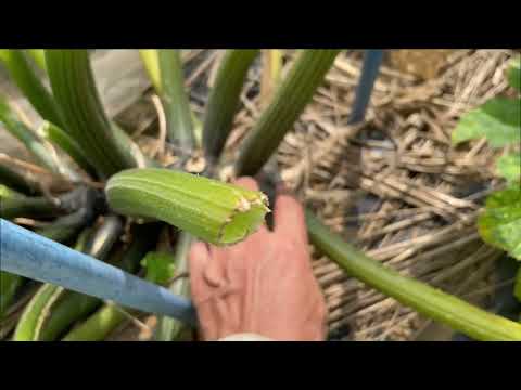 ズッキーニに牛乳は良いのでしょうか？うどんこ病も治りますか？  庭園