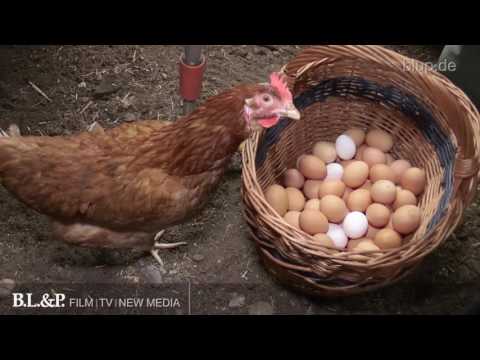 Hühner-Massaker- Rohschnitt bluptv