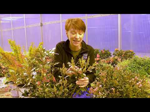 New Shrubs 2022 - La Vida Grande™ Rhaphiolepis