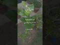 Surah Al Nur Verses 35 36 Shortsvideo Viralvideo