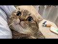 😂 Funniest Cats and Dogs Videos 😺🐶 || 🥰😹 Hilarious Animal Compilation №359