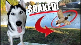 My Husky Jumps In A Lake &amp; Takes A Swim! (Bloopers)