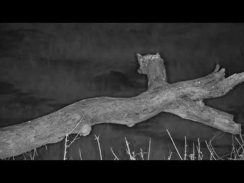 Djuma: Genet out hunting - 20:45 - 07/13/19