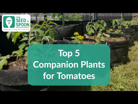 , title : '🌱 Tomatoes: 5 Companion Plants to Repel Pests & Grow More Tomatoes 🍅'