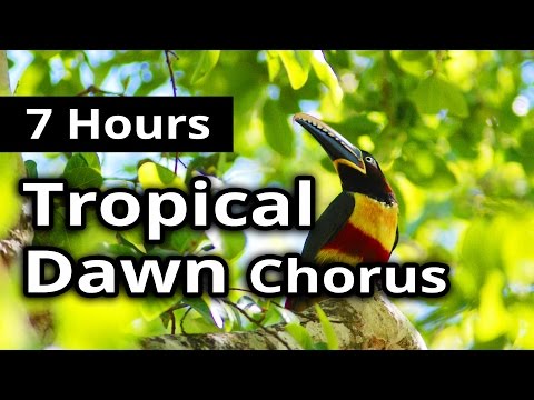 Tropical Bird DAWN CHORUS - Rainforest Morning 7 hours - Relaxation, Background, Meditation