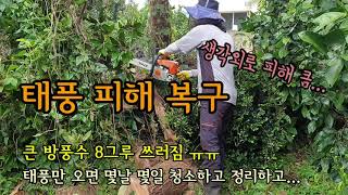 태풍피해 복구중 생각외로 피해가 컸고 방풍수가 쓰러지고 황금향 나무가 대부분 쓰러졌네요.