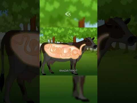 Зачем сдувать корову?