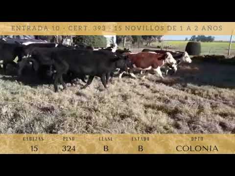 Lote 15 Novillos 1 a 2 años 3NO,  2AA,  1AAxHE,  1HE,  3AAxxHO,  5HO 324kg -  en PLAYA FOMENTO