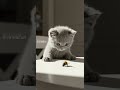 Why Is This Kitten So FASCINATED By A Bee?