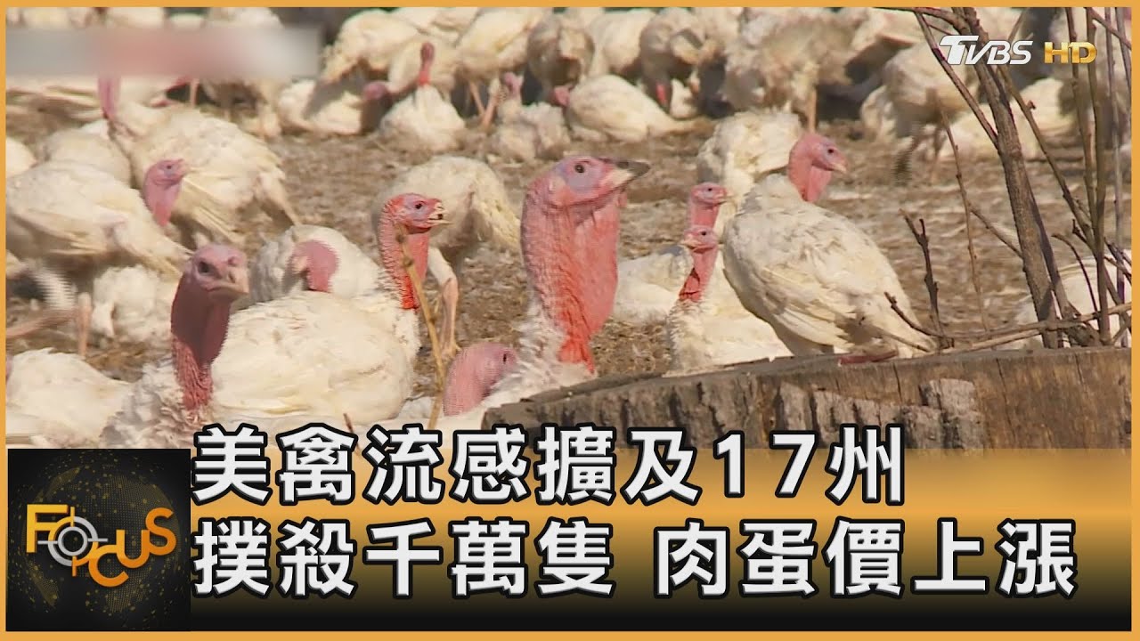 美禽流感擴及17州 撲殺千萬隻.肉蛋價上漲