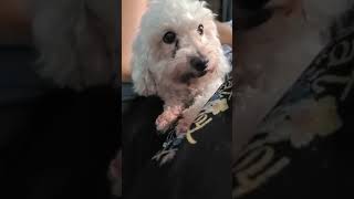 ESTELLE DESPERATELY IN NEED OF A FOREVER LOVING HOME ESTELLE DESPERATELY IN NEED OF A FOREVER LOVING HOME