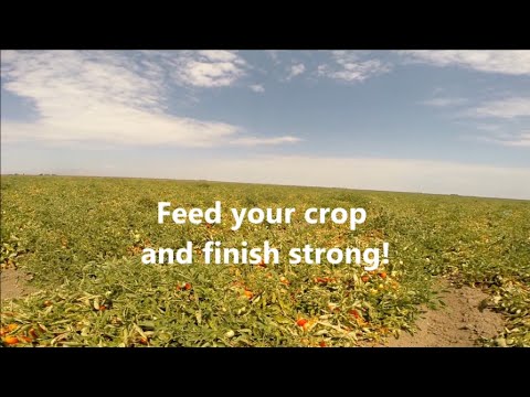 Marc Suderman #321 | UPDATE #3 - Tomato Crop Shield vs "White Stuff" | 7/10/15