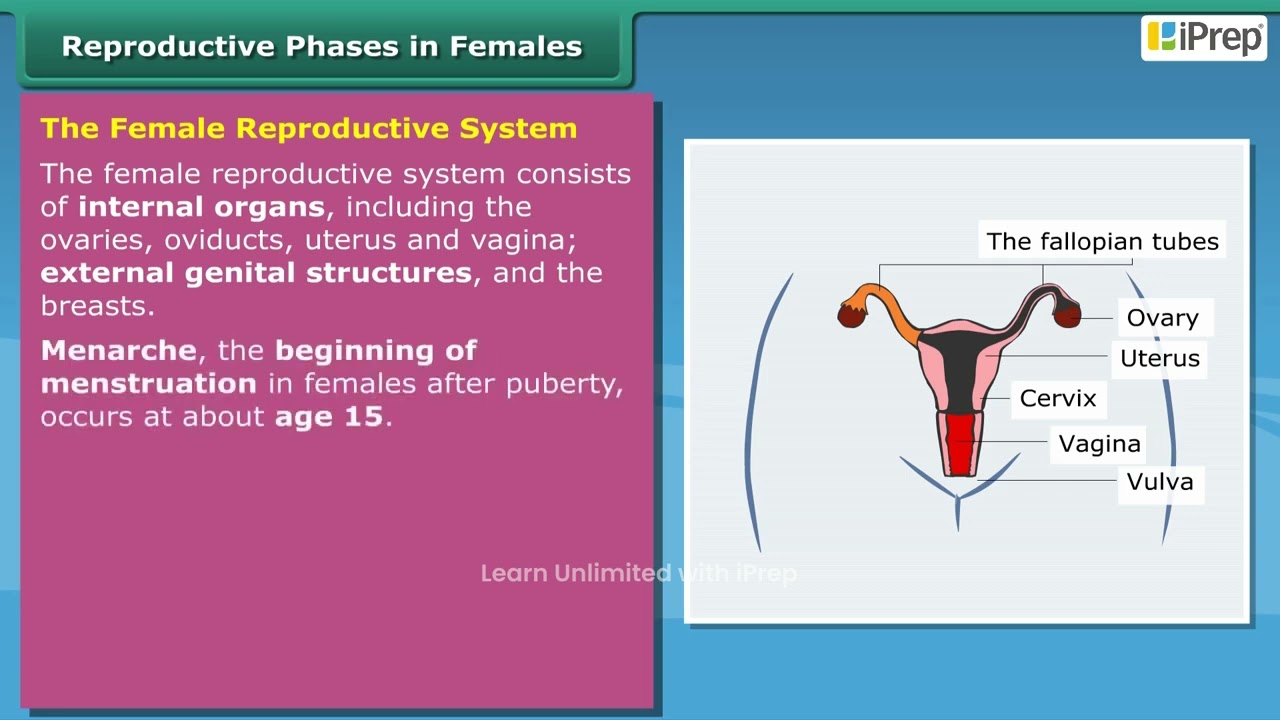 Reproductive Phase of Life in Humans - Females | Chapter 7 | Science | Class 8 | iPrep