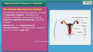 Reproductive Phase of Life in Humans - Females | Chapter 7 | Science | Class 8 | iPrep