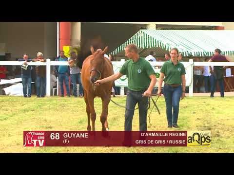 Show AQPS 2018 Lot 68 - GUYANE