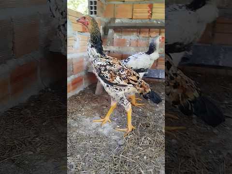 Criação de índio gigante, em Igarapé de Areia, Cachoeira do Piriá/ Pará. #índiogigante