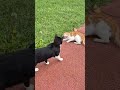 INCREDİBLE Scream Of Orange Cat Scared Of Tuxedo Cat Theplanetofcats Cat Kitten