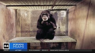 Fort Pierce chimp sanctuary warns: Viral videos mislead—chimps are not pets