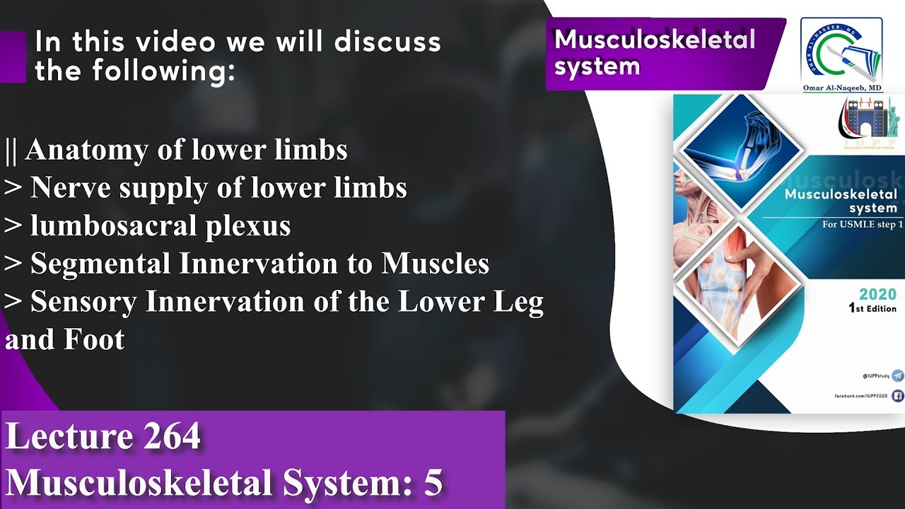 Nerve supply of lower limbs | lumbosacral plexus