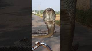 Download lagu super Sainik dance #cute cat#shorts video#funny #trending mp3 Download lagu super Sainik dance #cute cat#shorts video#funny #trending mp3