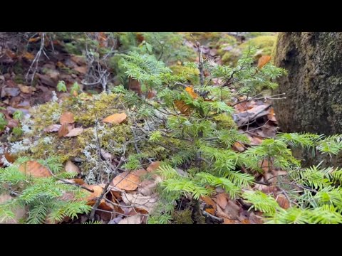 Nova Scotia fall yamadori