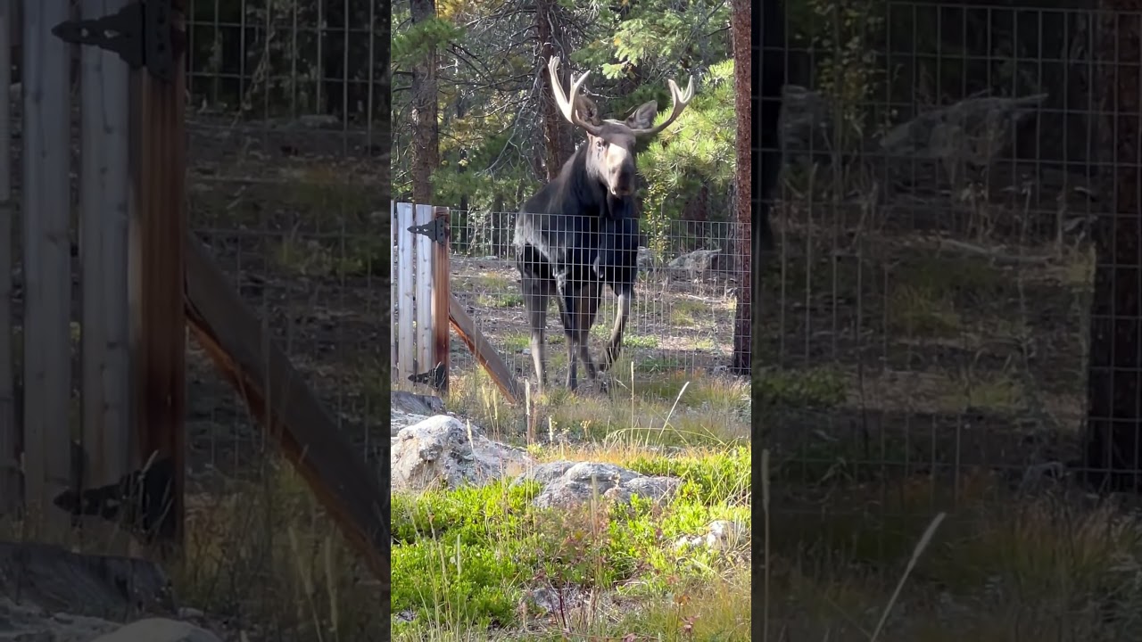 Moose nonchalantly hops the backyard fence.