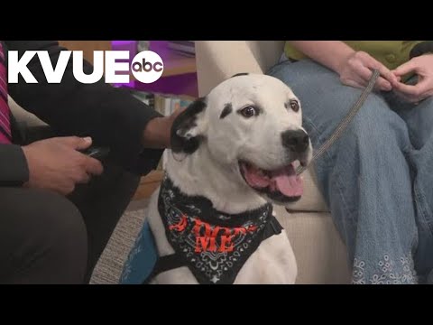 San Marcos animal shelter seeking urgent community help due to overcrowding - YouTube