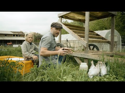 How to Get Started with Turkeys: Everything You Need To Know