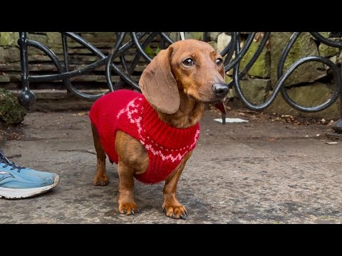 Mini dachshund goes on a Christmas sniffari!