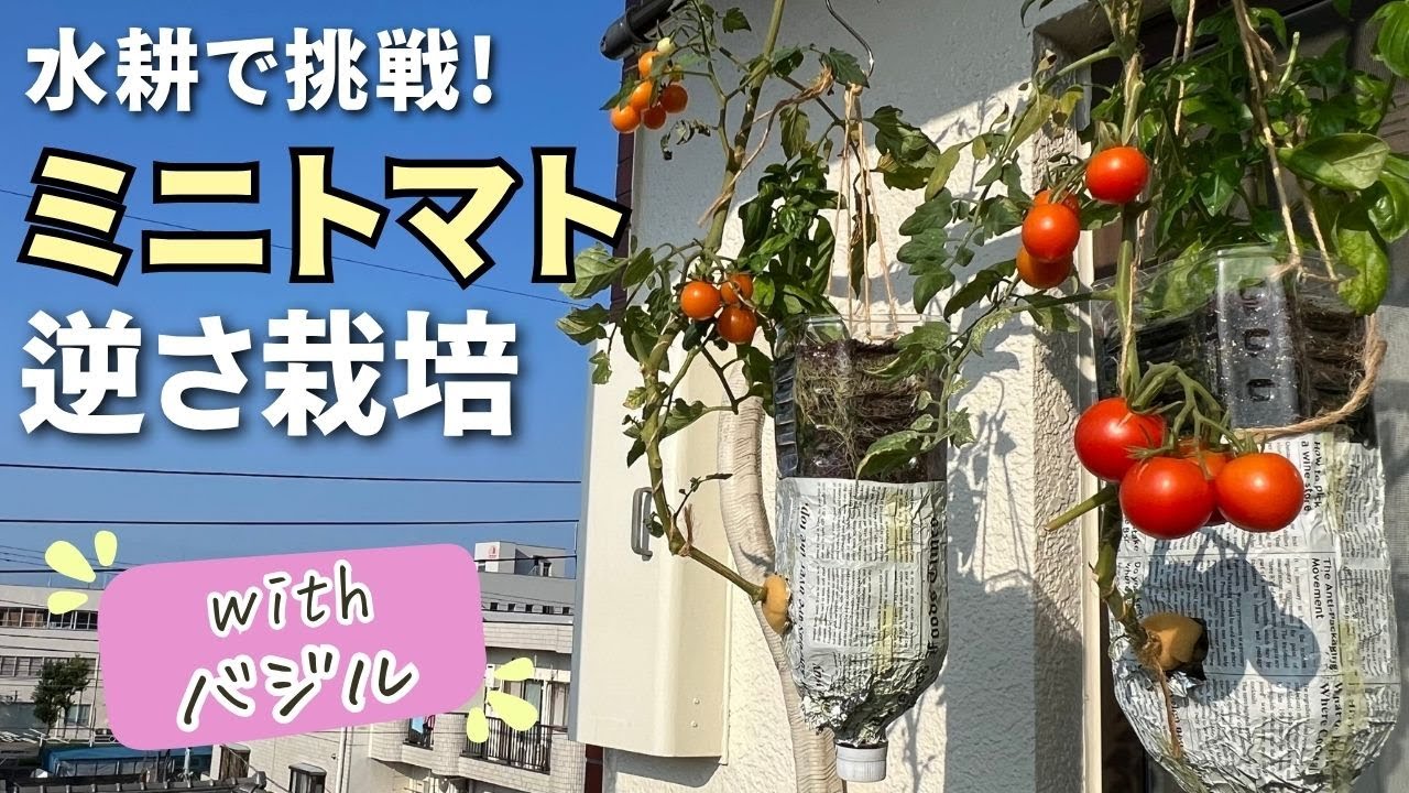 【ペットボトル逆さ栽培】ミニトマトとバジルの脇芽を空中で有効利用♪