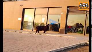 caprone-in-fila-dinanzi-alla-sede-equitalia