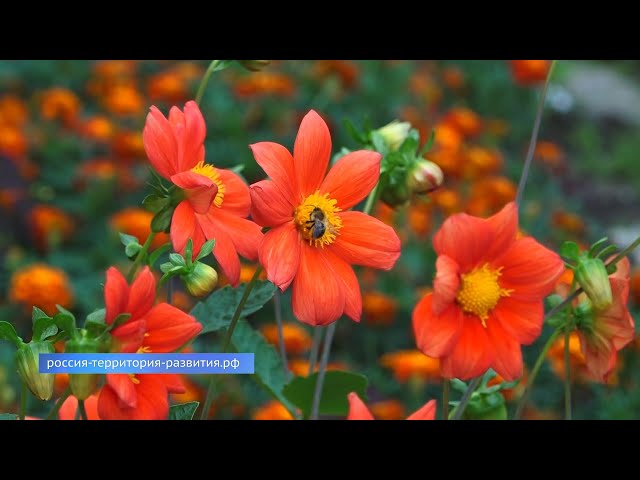 «А у нас во дворе»