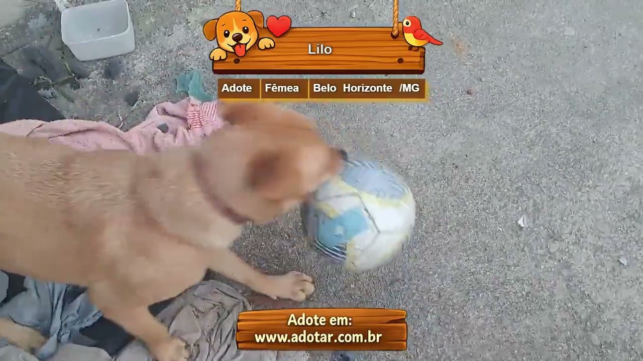 Cachorro raça SRD-ViraLata idade 2 a 6 meses nome Lilo