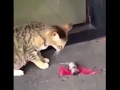 If Neymar was a rat If Neymar was a rat