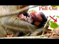 Orphan Calvin cry very loud and hurt Its head, Casi pulled Calvin out of Milk , very pain full