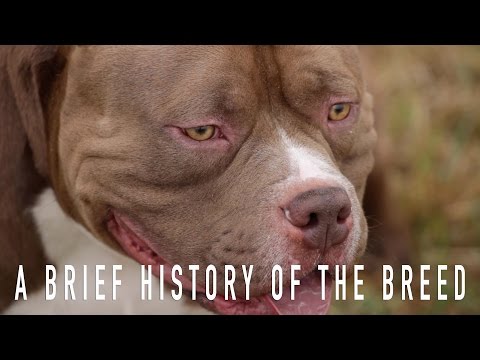 download lagu mp3 mp4 What Is An American Bully, download lagu What Is An American Bully gratis, unduh video klip What Is An American Bully