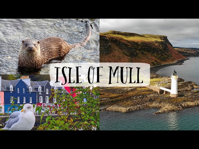 הגיית וידאו של mull בשנת אנגלית