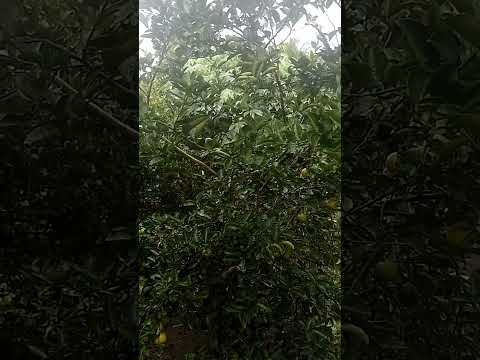 BOM DIA DE BENÇÃOS 💚 CÉLULA RENASCER MACAMBIRA SERGIPE 💚 VEM RENASCER 💚