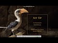 The Lion King Live Action 2019 DVD Menu Walkthrough