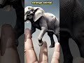 Incredible Elephant Balancing On A Single Toe Elephant Shorts