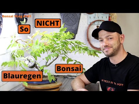 Blauregen "Wisteria" aka Glyzine, so geht es nicht weiter! [Umtopfen & Abmoosen] | Bonsai VLog #101
