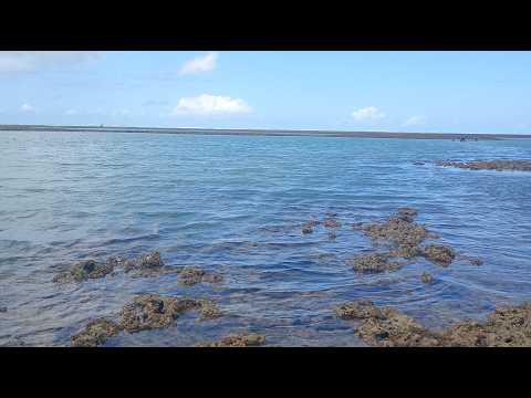 Praia de Peroba, Maragogi-Al. Maré baixa e piscinas naturais. #maragogi #nordeste 