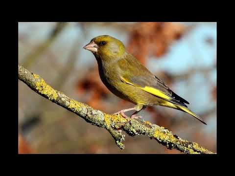 Verdun Greenfinch Singing Verdone Canto Verderon 2