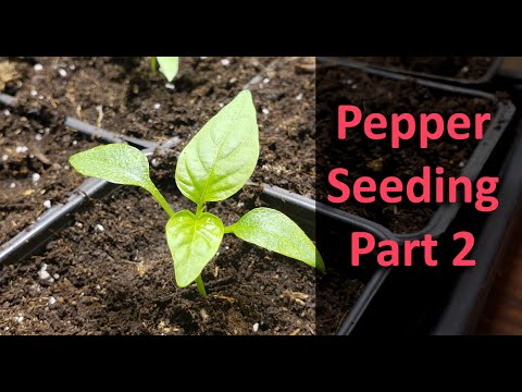Starting Pepper Seeds Indoors Part 2 of 3