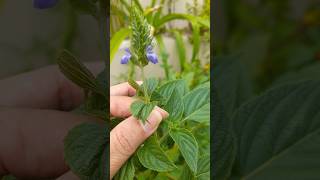 MEU PÉ DE CHIA COMEÇOU A FLORECER